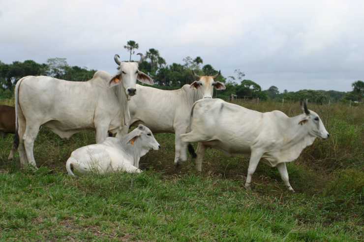 103 Hektar in Tebicuary mit 80 Zebu Rinder
