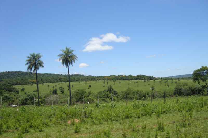 150 Hektar Estancia in La Colmena - Immobilien Paraguay