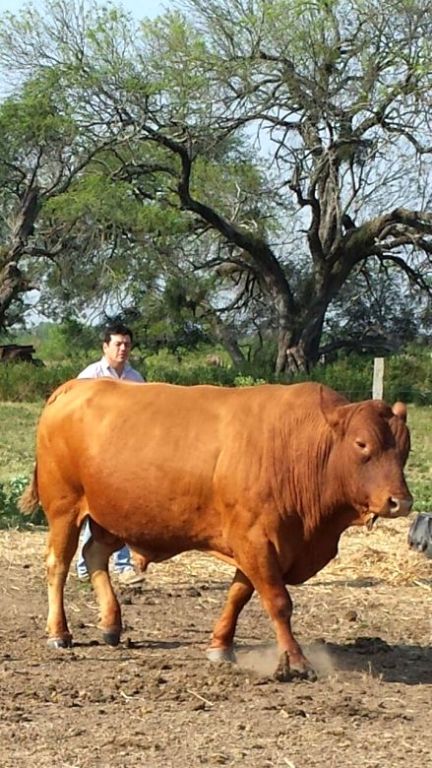 Fantastische Rinderranch mit 700 Rindern wird fast verschenkt! Immobilien Paraguay