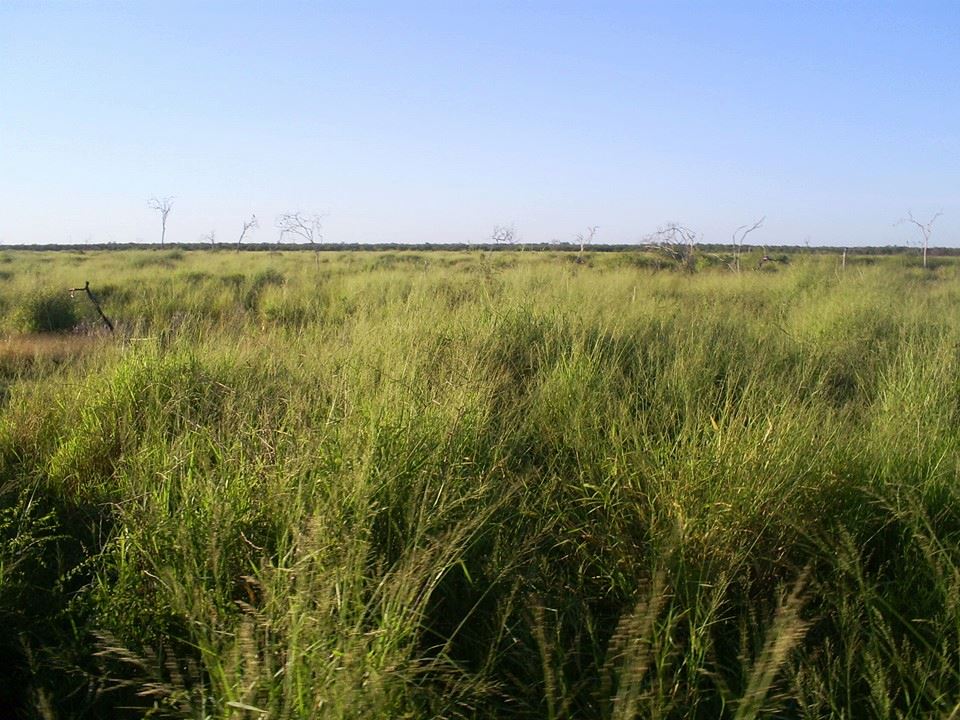 G�nstige 3000 Hektar Estancia in Tte. Martinez - Immobilien Paraguay