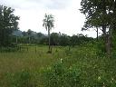 2 Hektar Grundstck 150m von der Asphaltstrasse entfernt - Immobilien Paraguay