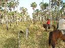 Land-Forstwirtschaftlich / Bauernhof / Anwesen in Alto Paraguay - Paraguay