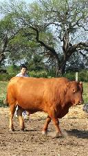 Fantastische Rinderranch mit 700 Rindern wird fast verschenkt! Immobilien Paraguay
